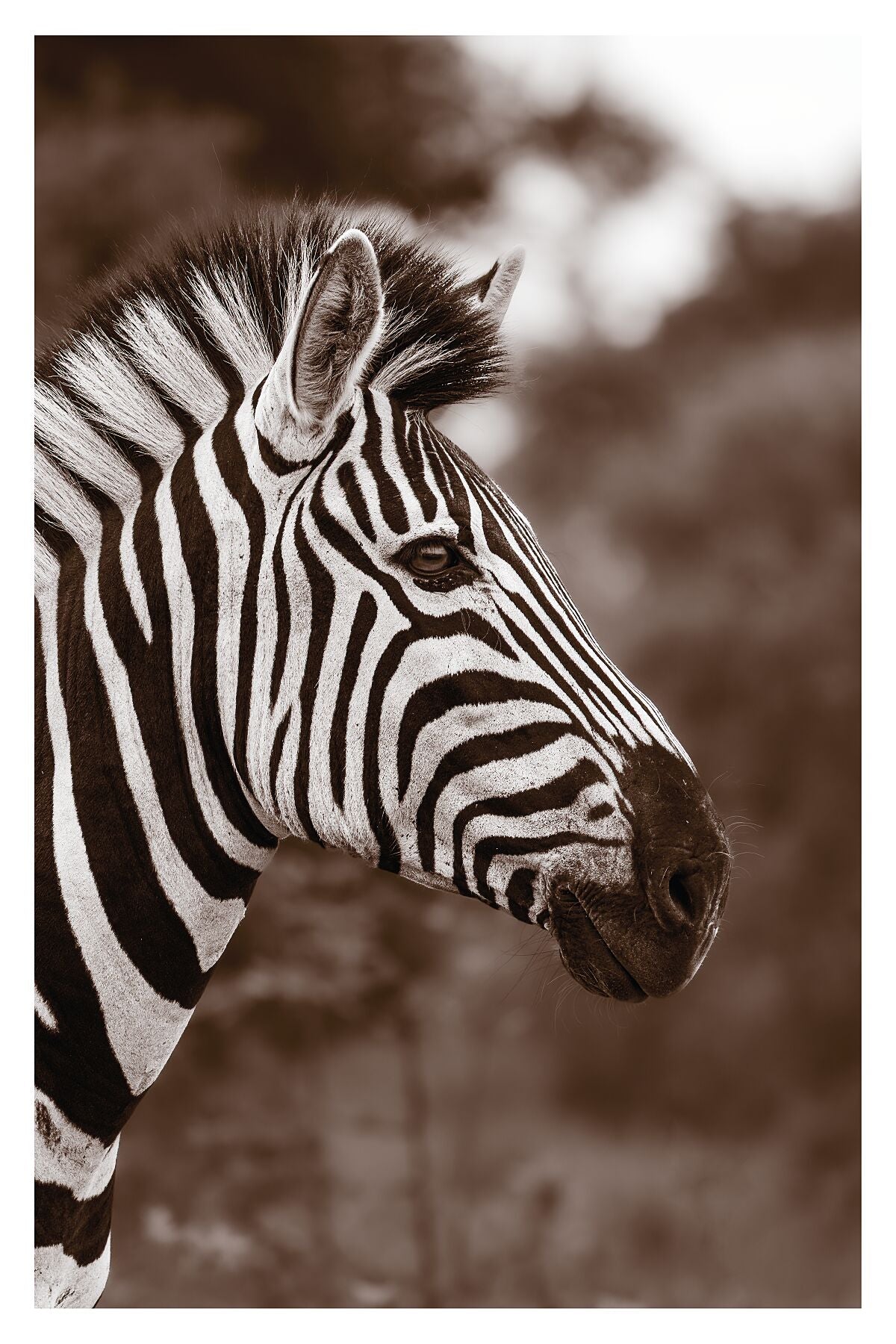 A photograph of a zebra's head in sepia colors with a blurred background
