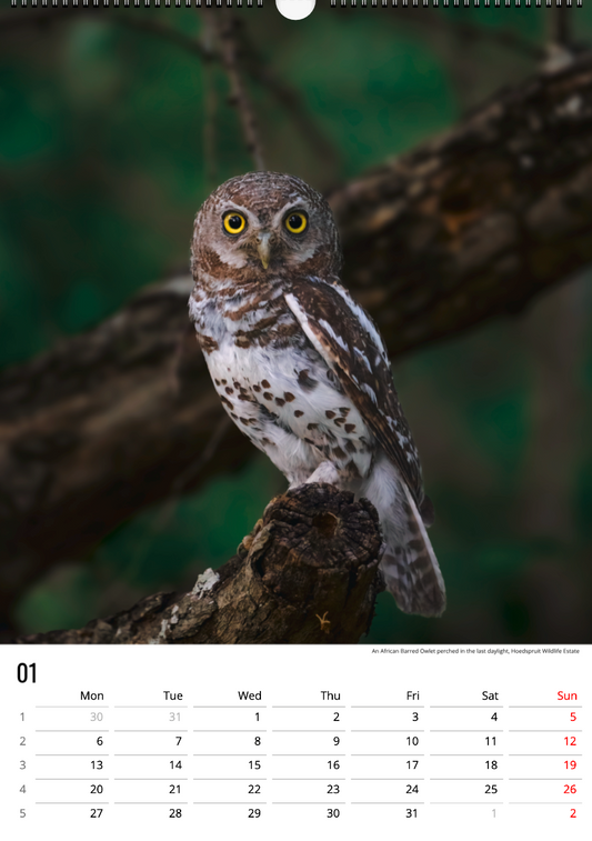 Safari Calendar 2025 (A3)