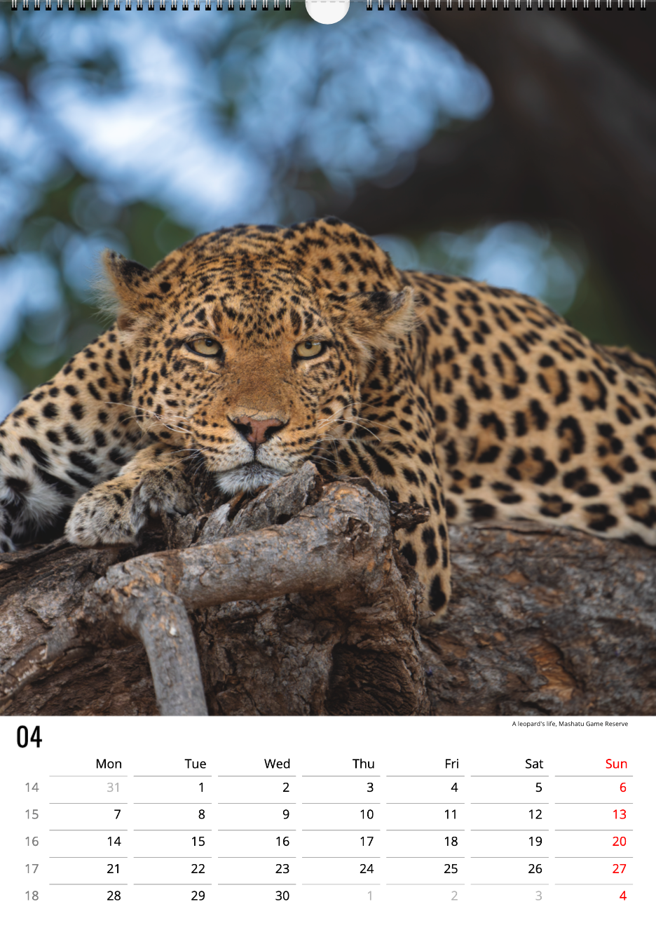 Safari Calendar 2025 (A3)
