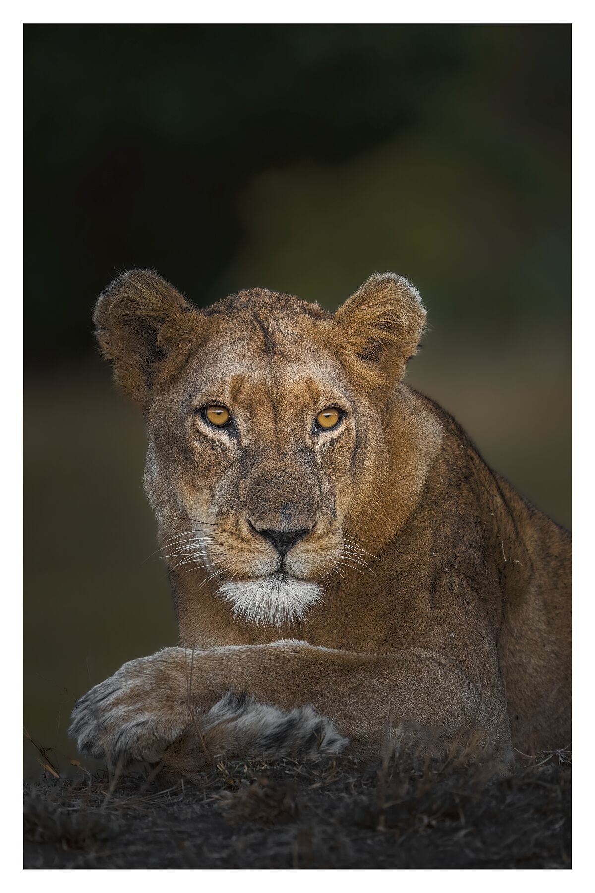 A photograph of a lioness
