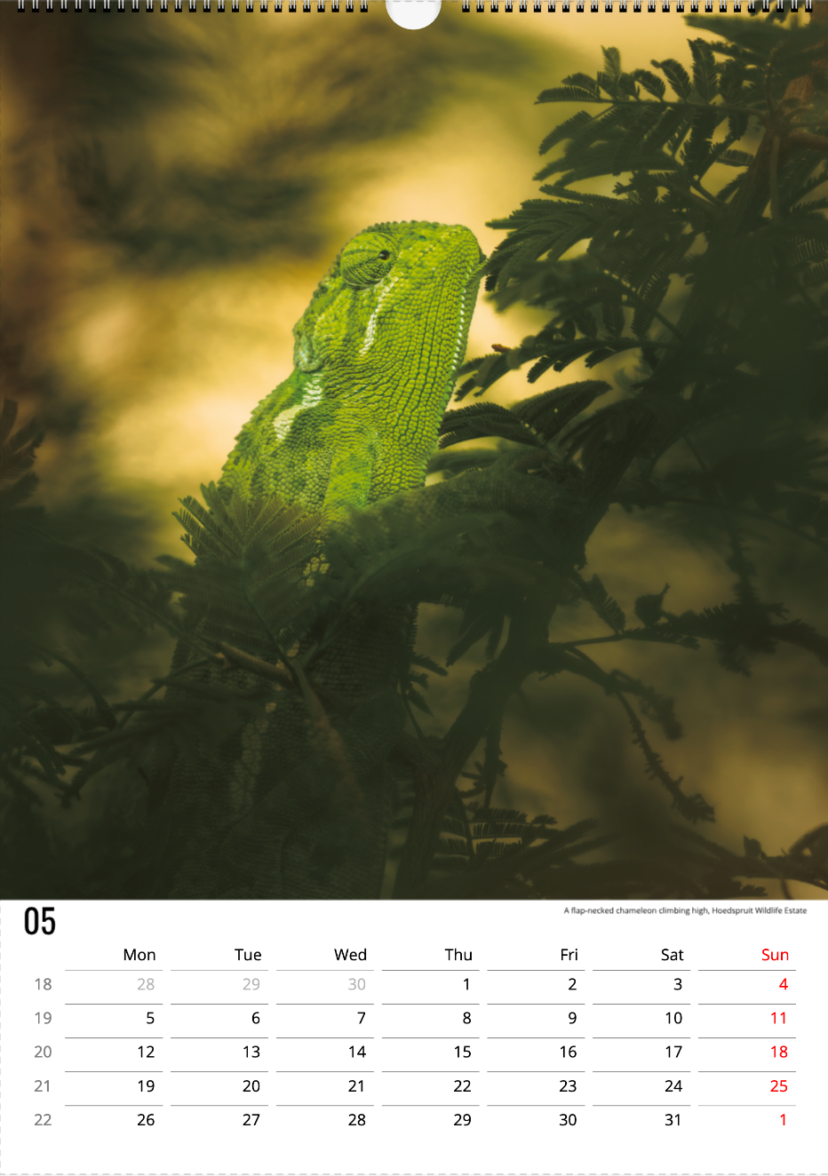 Safari Calendar 2025 (A3)