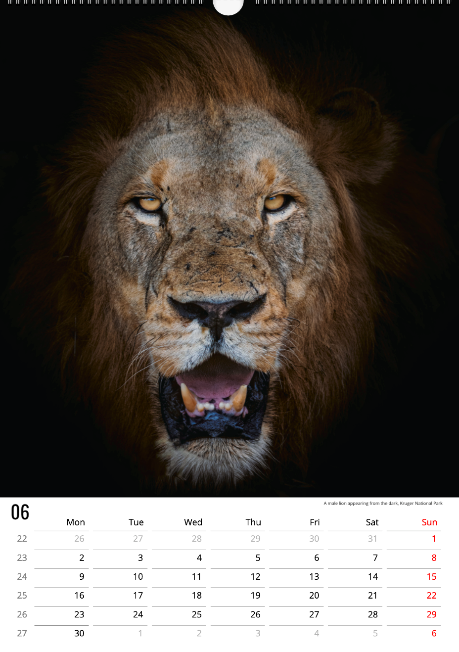 Safari Calendar 2025 (A3)