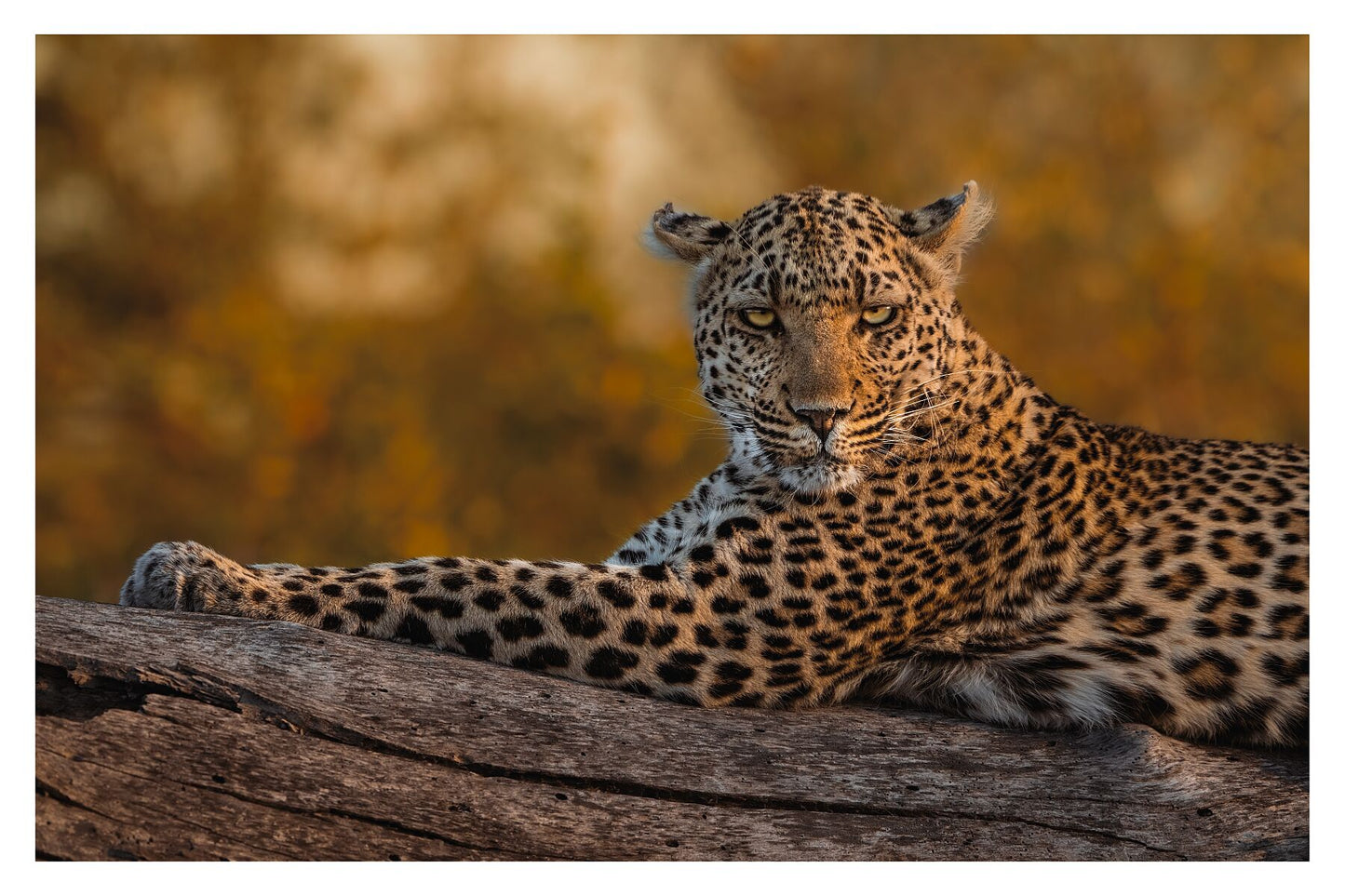 A closeup of a leopard laying on a branch with golden bokeh in the background looking in to the camera.