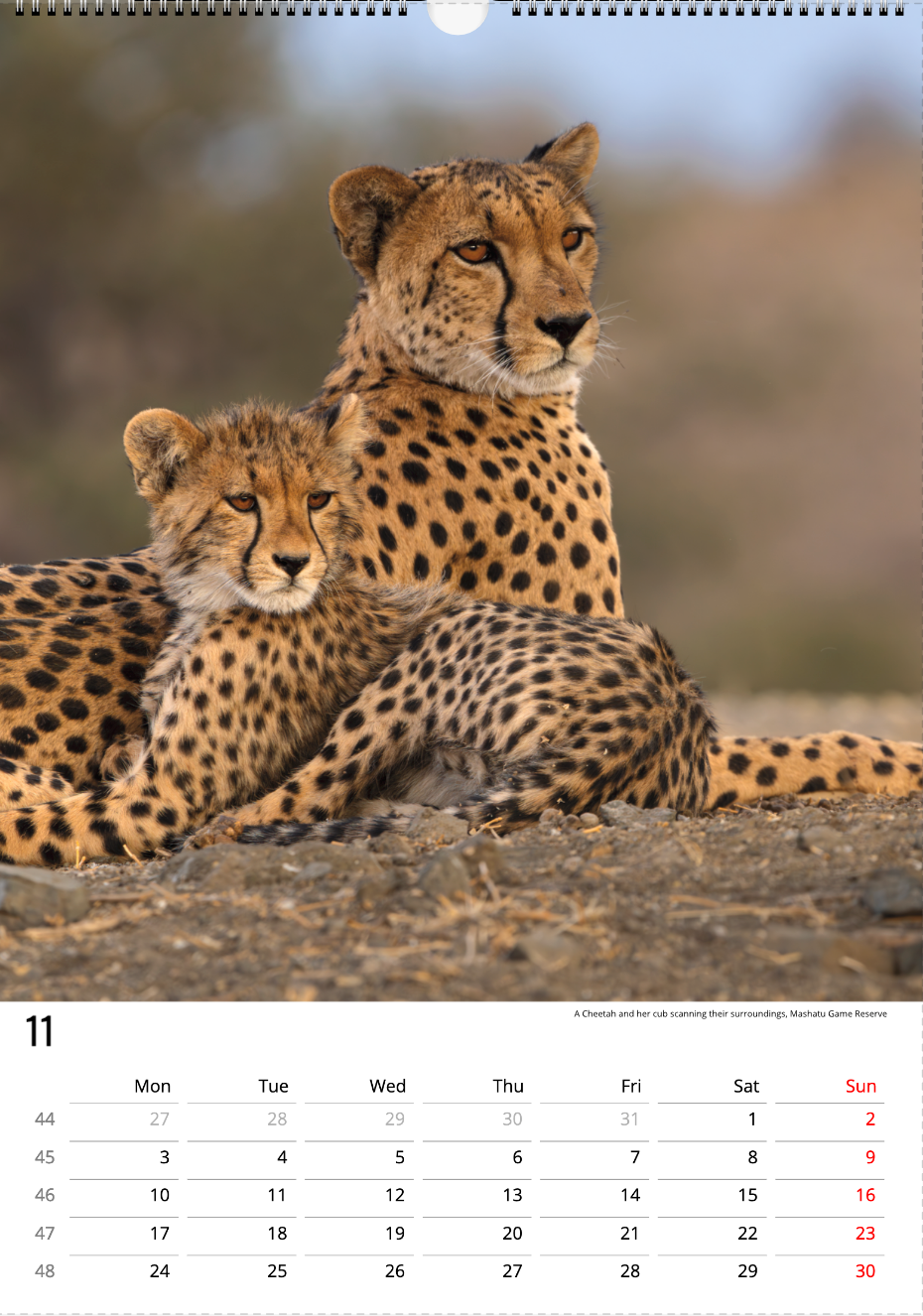 Safari Calendar 2025 (A3)