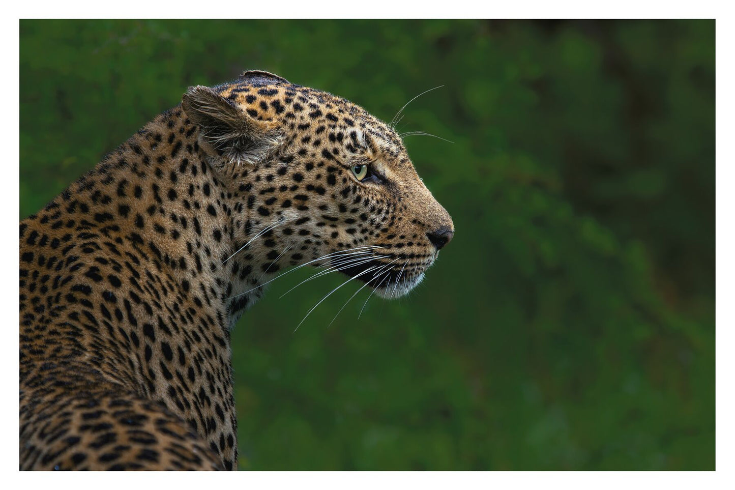 A photograph showing a closeup of a leopard with blurred green background.