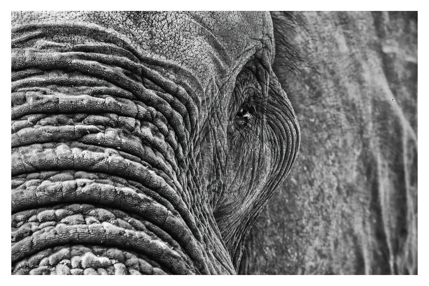 A closeup photograph of an African elephant’s eye and texture of its skin in black and white
