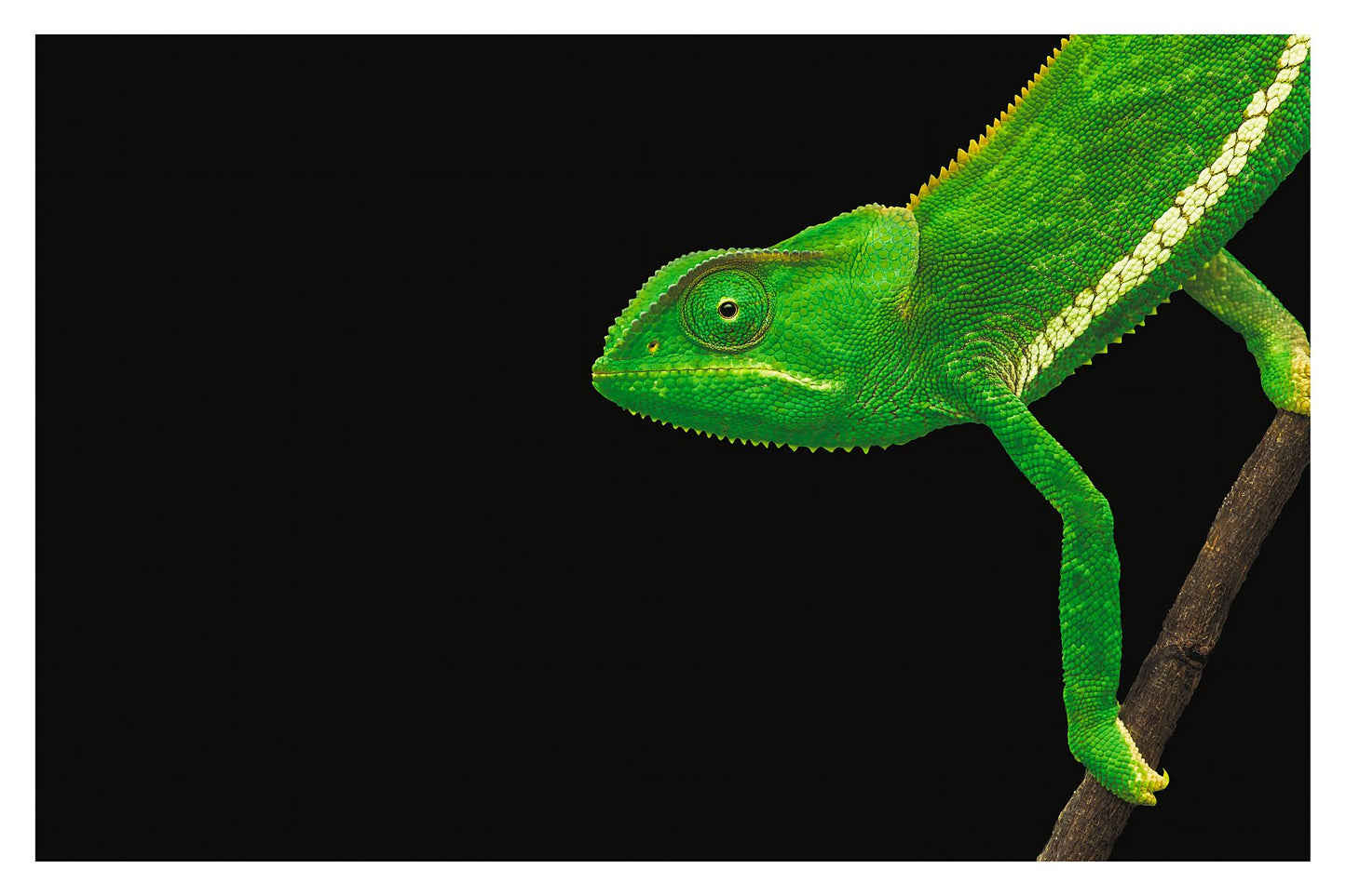 A photograph of a green chameleon walking into the frame