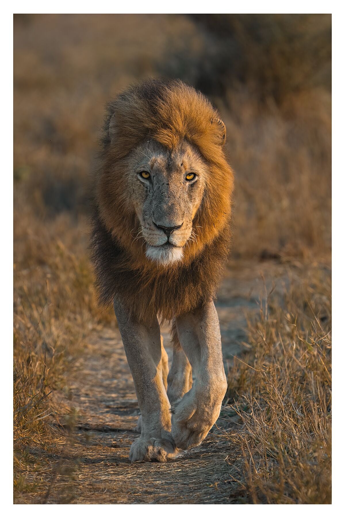 A beautiful big dark-maned lion walking on a animal path straight towards the camera with eyes looking right at you.