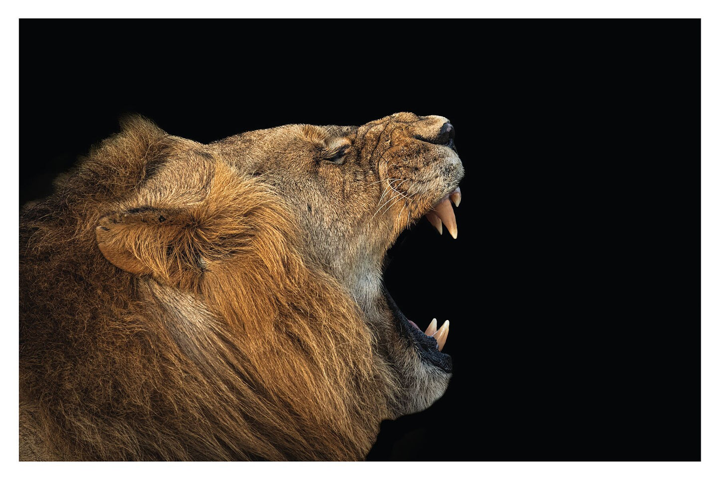 A photograph of a male lion yawning showing his teeth