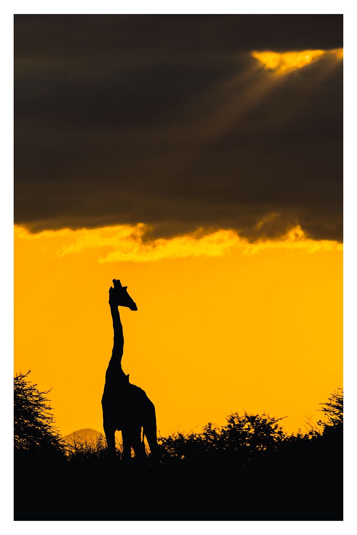 A photograph of a giraffe silhouette standing under a stormy orange sky during sunset