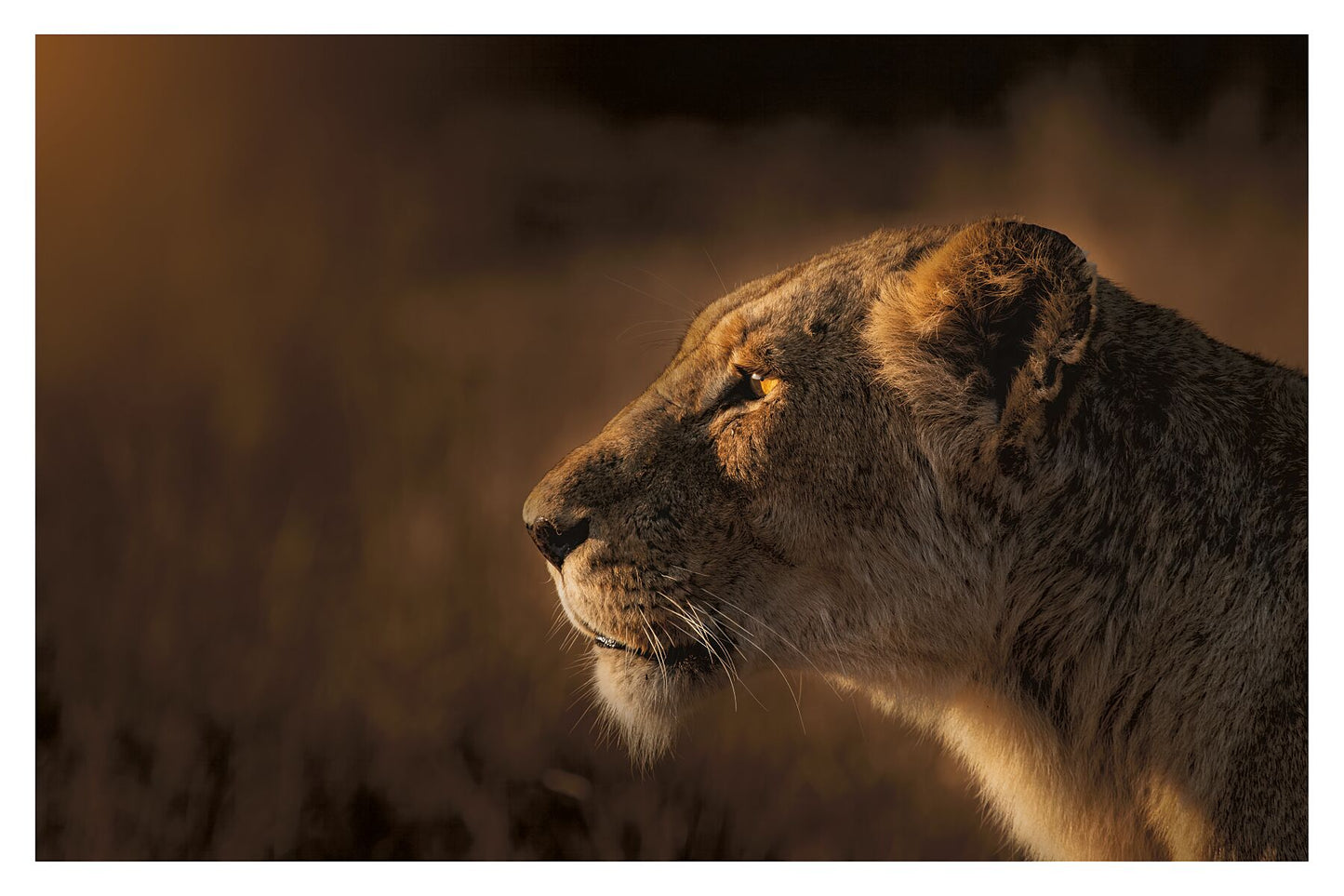 A photograph of a lioness’ face staring into the distance in golden morning light