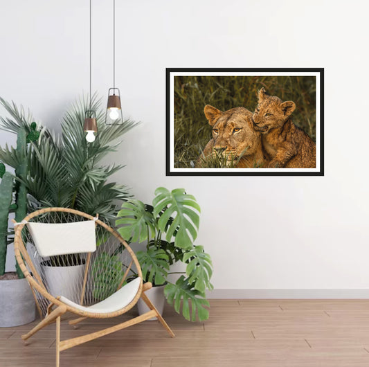 A photograph of a cute lion cub biting into his mother’s ear hanging on a white wall in a room with a chair and plants next to it.