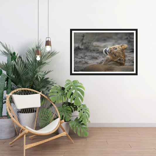 A photograph of a cute lion cub looking back over its shoulder into the camera smiling hanging on a white wall in a room with a chair and plants next to it.