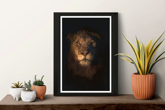 The photograph showing a beautiful, male lion’s head with piercing eye contact, standing framed on a shelf with some small plants next to it.