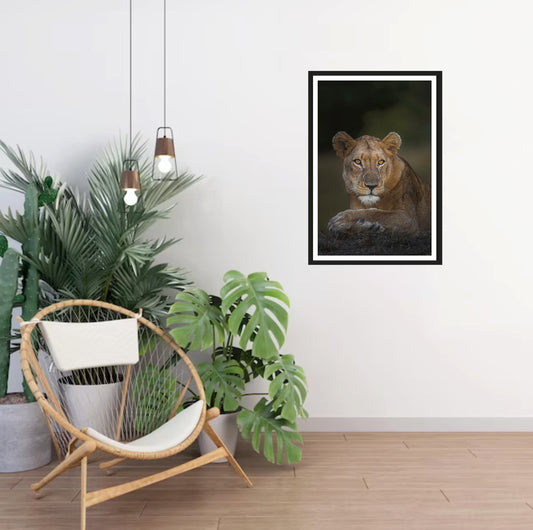 A photograph of a lioness hanging on a white wall in a room with a chair and plants next to it.