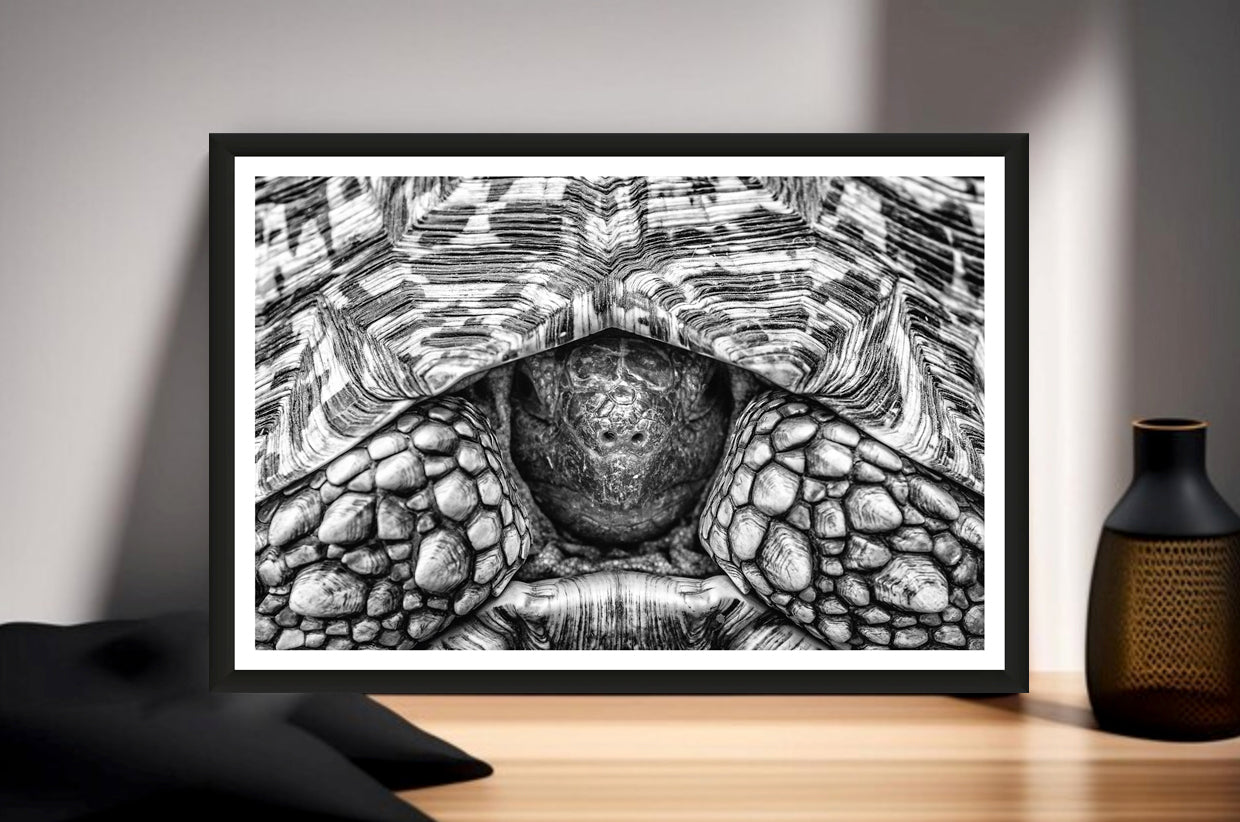 A closeup photograph of a leopard tortoise peeping out its shell black and white standing on a sideboard next to a vase.
