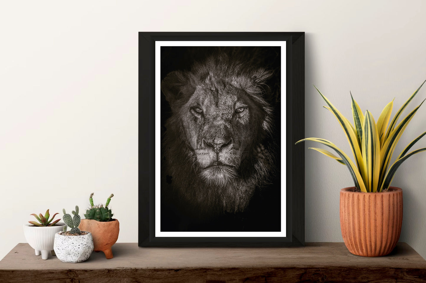 A closeup photograph of a male lions' face in black and white standing on a shelf with plants next other to it.
