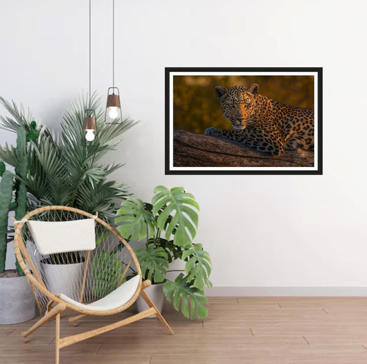 A photograph of a leopard laying in the golden light on a branch hanging on a white wall in a room with a chair and plants next to it.
