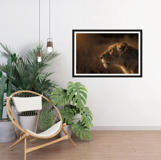 A photograph of a lioness’ face staring into the distance in golden morning light hanging on a white wall in a room with a chair and plants next to it.