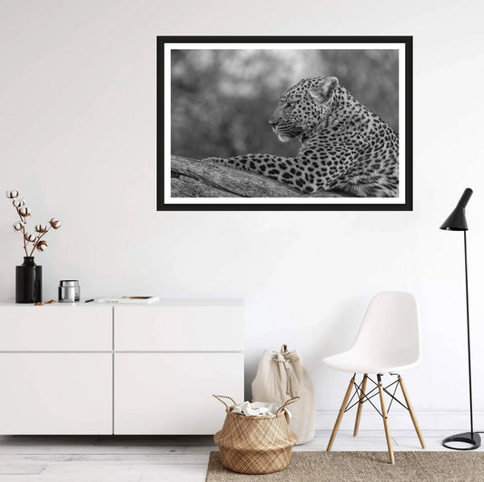 A black and white photograph of a leopard lazing on a branch glancing into the distance hanging on a white wall above a chair and a commode.