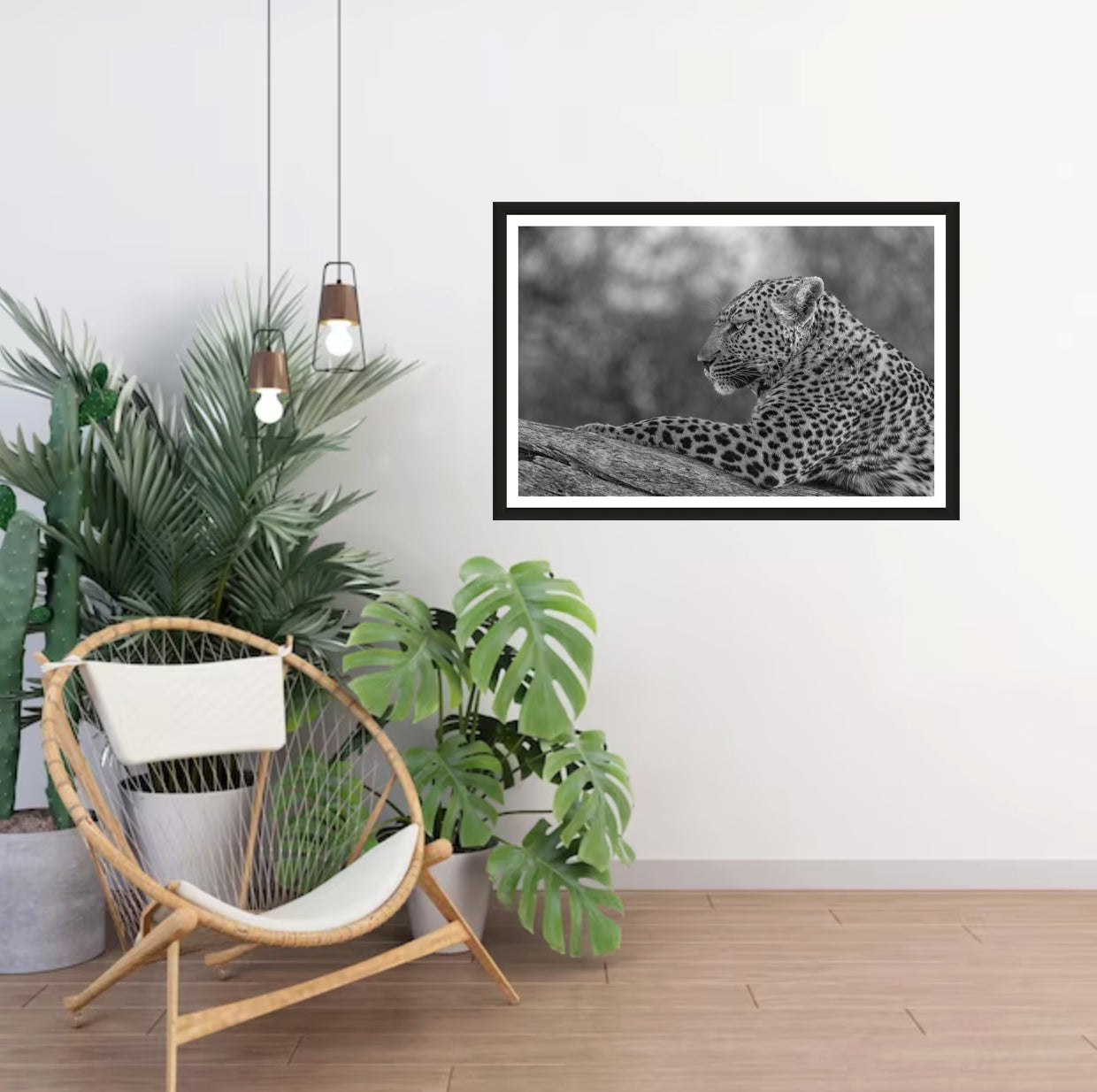 A black and white photograph of a leopard lazing on a branch glancing into the distance hanging on a white wall in a room with a chair and plants next to it.