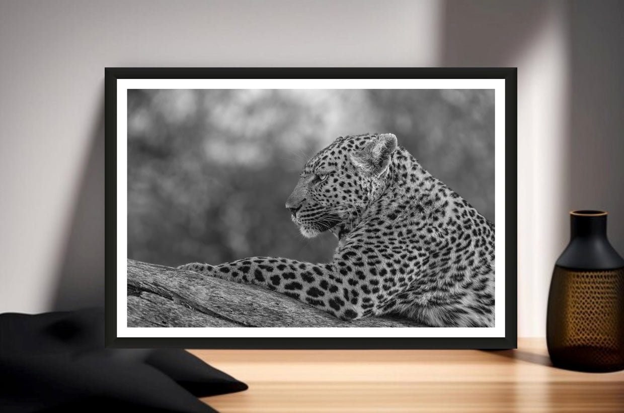 A black and white photograph of a leopard lazing on a branch glancing into the distance standing on a sideboard next to a vase.