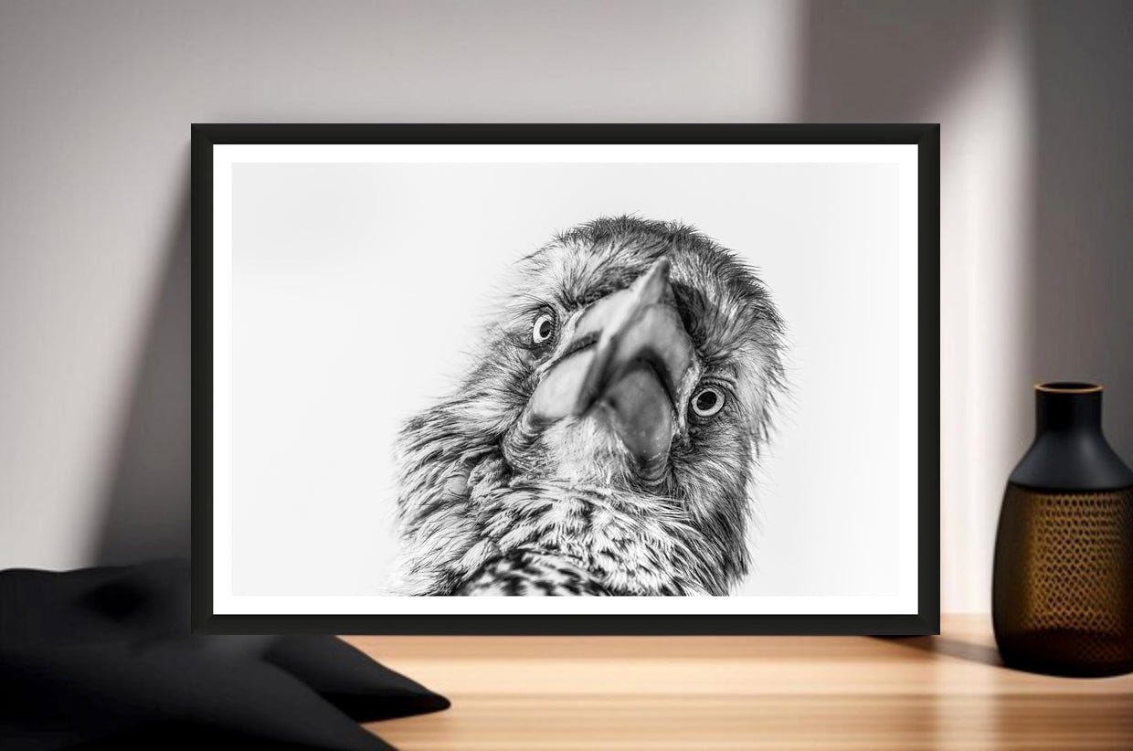 A photograph of a hornbill’s face looking straight into the camera standing on a sideboard next to a vase.