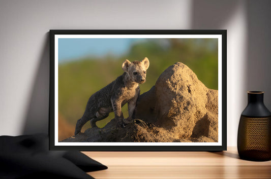 Hyena Cub