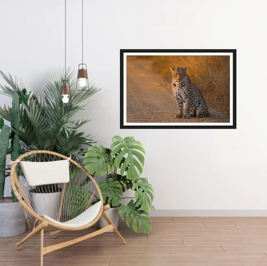 The photograph of a female leopard sitting in the dirt road in Kruger National Park in the golden morning light, hanging on a white wall ith a chair and plants next to it.