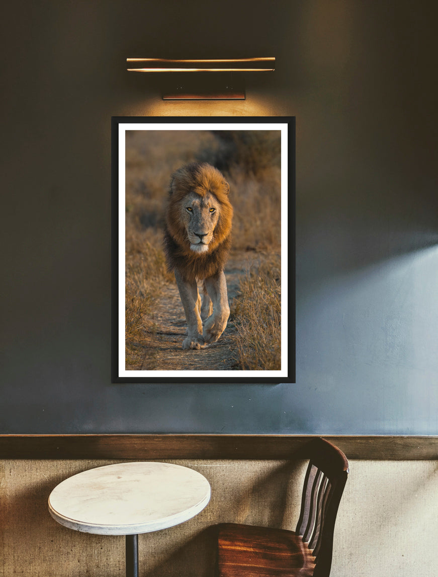 The photograph of a beautiful, dark-maned lion walking on an animal path in the golden light while looking directly into the camera haning on a greyish wall above a table with a chair.