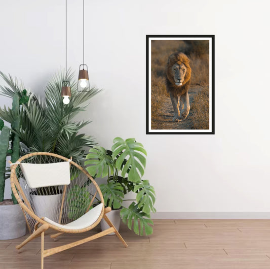 The photograph of a beautiful, dark-maned lion walking on an animal path in the golden light while looking directly into the camera hanging on a white wall with a chair and plants standing in the corner