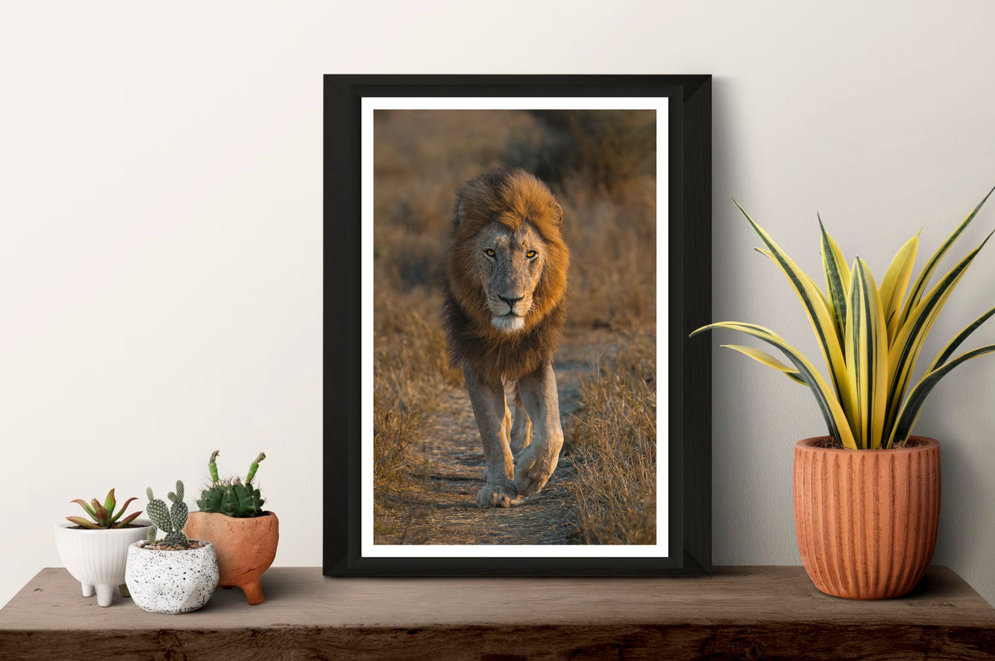 The photograph of a beautiful, dark-maned lion walking on an animal path in the golden light while looking directly into the camera standing framed on a shelf with some small plants next to it.