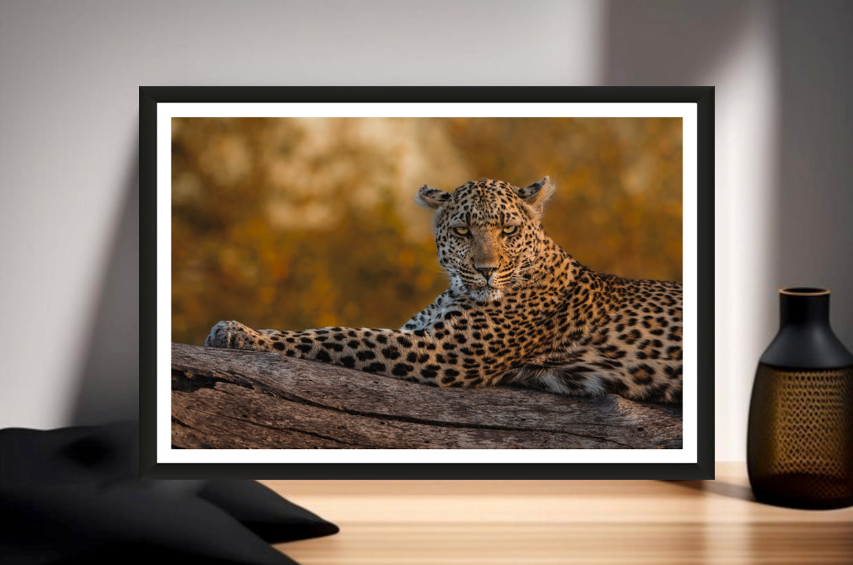 A photograph showing a closeup of a leopard laying on a branch with golden bokeh in the background standing on a sideboard next to a vase.