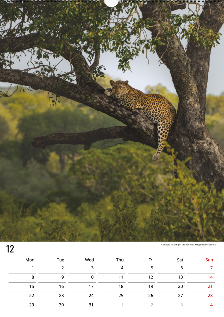 Safari Calendar 2025 (A3)