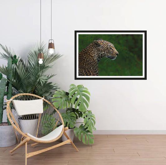 A closeup photograph of a leopard with blurred green background hanging on a white wall in a room with a chair and plants next to it.