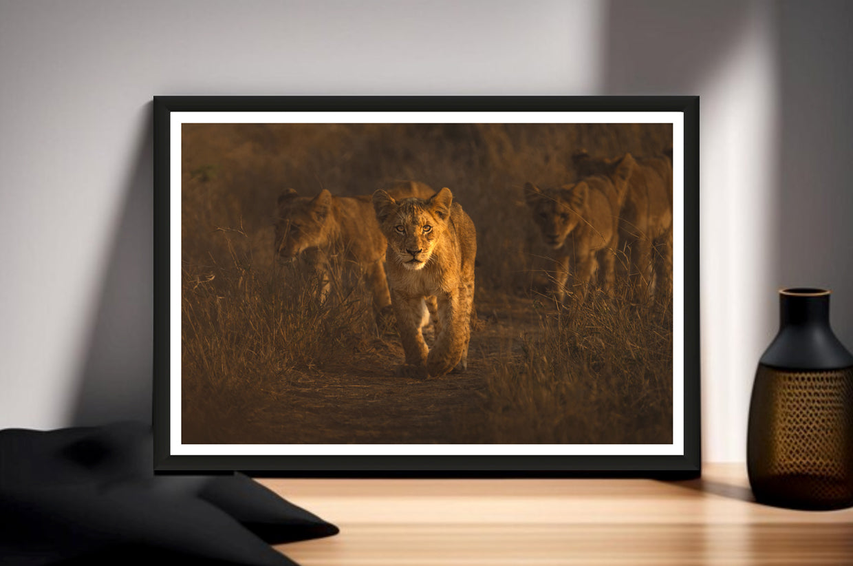 Lion Cub