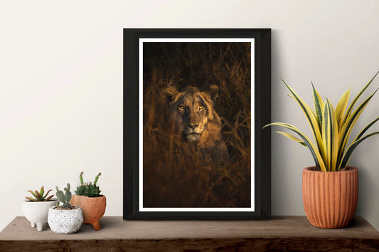 The photograph of a beautiful, young lion lurking in the dry grass in the golden light while looking directly into the camera standing framed on a shelf with some small plants next to it.