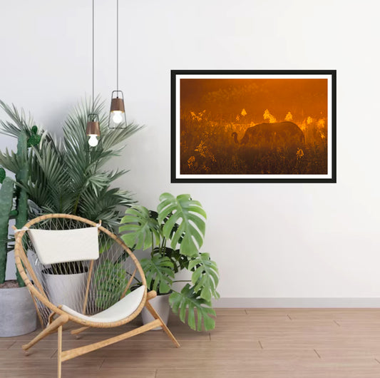A photograph showing an elephant's silhouette standing in the reeds with an orange sky during sunset hanging on a white wall in a room with a chair and plants next to it.
