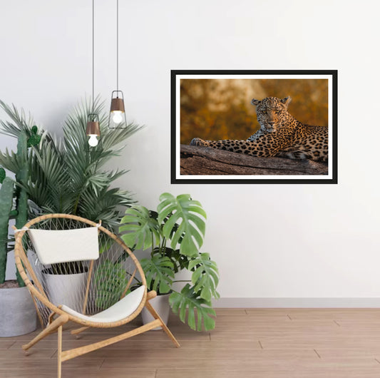 A photograph showing a closeup of a leopard laying on a branch with golden bokeh in the background while looking in to the camera hanging on a white wall in a room with a chair and plants next to it.