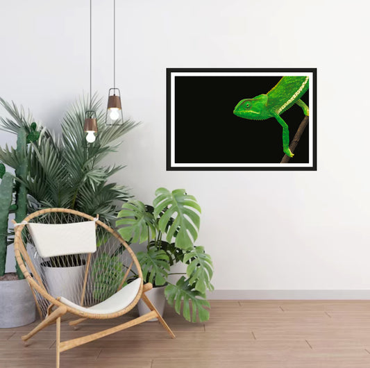 A photograph of a green chameleon walking into the frame hanging on a white wall next to a shelf with plants.
