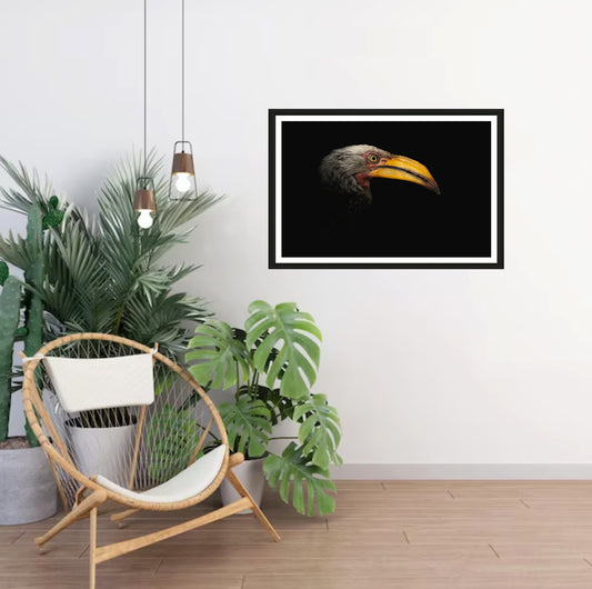 A photograph of a yellow bill of a Southern Yellow-billed Hornbill and its face appearing from the dark hanging on a white wall in a room with a chair and plants next to it.