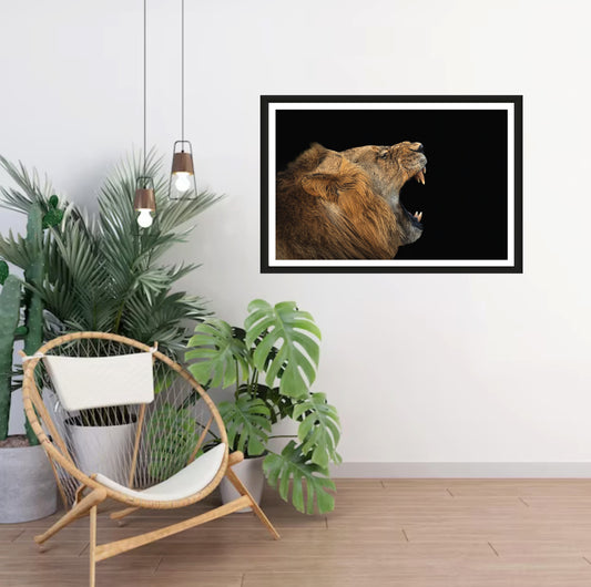 A photograph of a male lion yawning showing his teeth hanging on a white wall in a room with a chair and plants next to it.