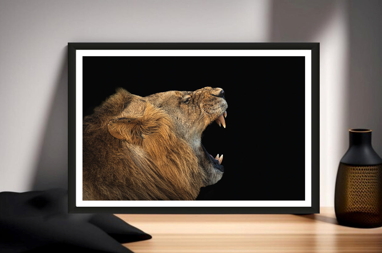 A photograph of a male lion yawning showing his teeth standing on a sideboard next to a vase.