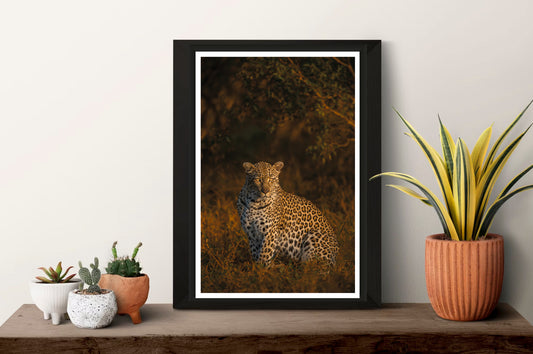 Leopard