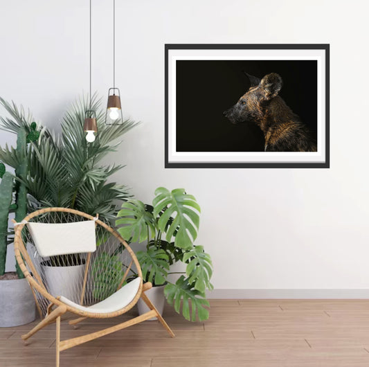 A photograph of a wild dog's face and neck with a wet coat hanging on a white wall in a room with a chair and plants next to it.