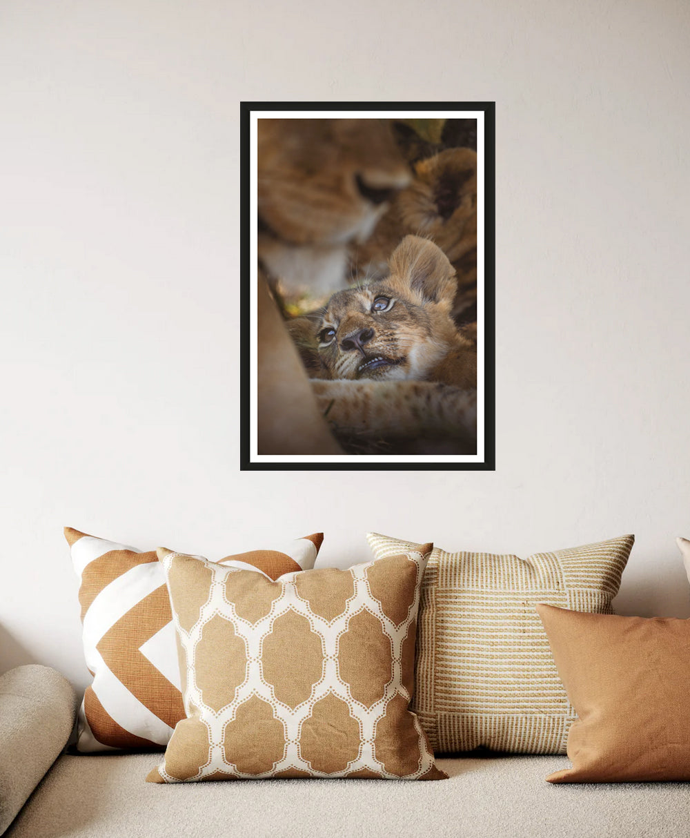 The photograph of a cute lion cub lying in the middle of the pride, hanging framed on a white wall above a sofa.