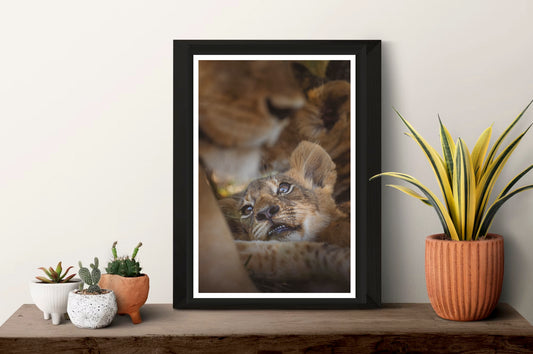 The photograph showing a cute lion cub lying in the middle of the pride, standing framed on a shelf with some small plants next to it.