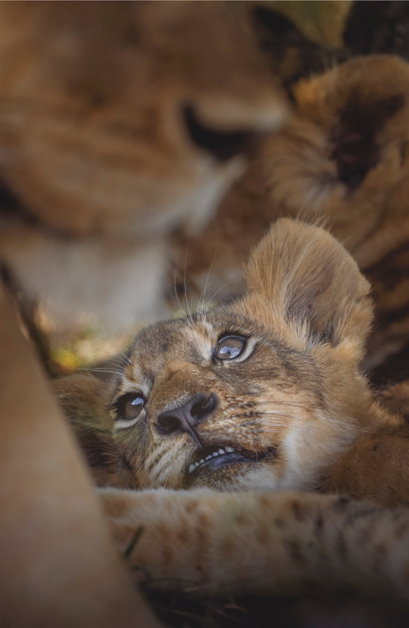 A photograph of a cute lion cub lying in the middle of the pride.