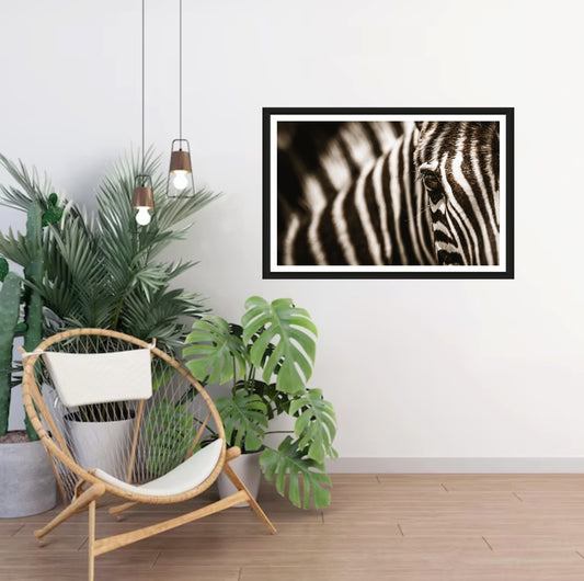 A closeup photograph of a zebra's eye hanging on a white wall in a room with a chair and plants next to it.
