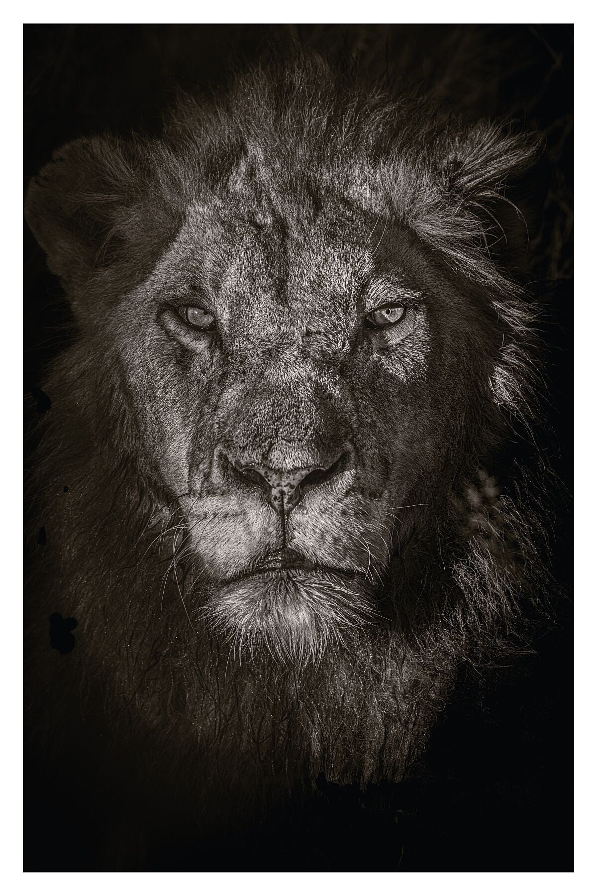 A closeup photograph of a male lions' face in black and white.